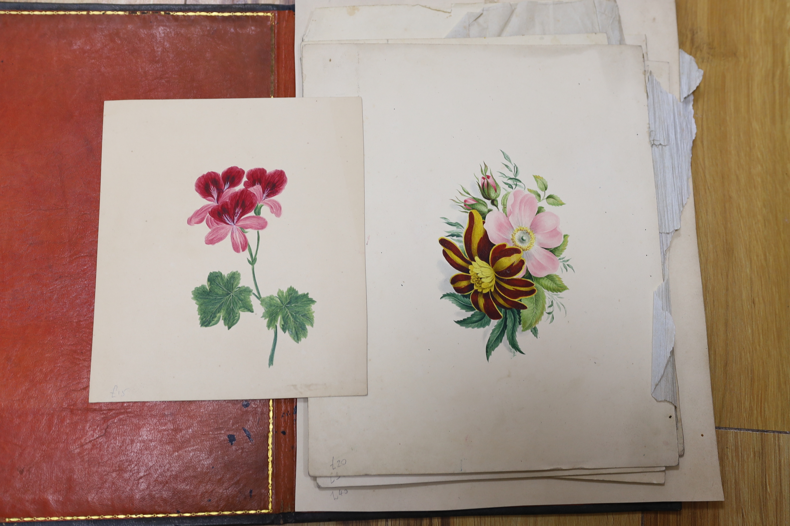 A collection of 19th century botanical watercolour studies on paper, one indistinctly signed and inscribed Manchester in ink, largest 34 x 26cm, unframed, housed in a tooled leather wallet